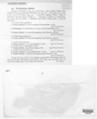 Phyllactinia guttata image